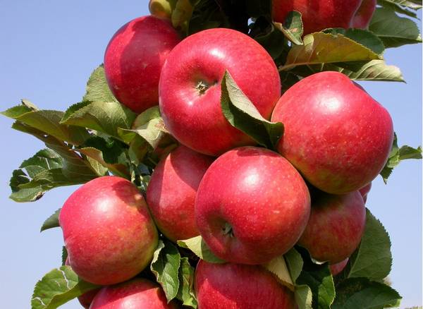 Посадка колоновидных яблонь с фото