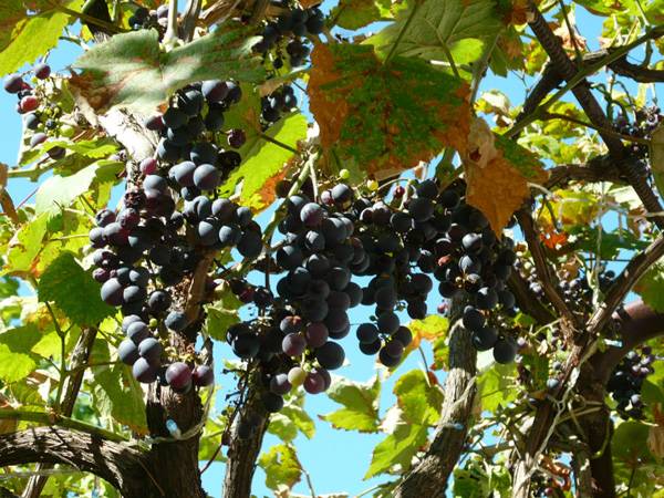 Правила посадки и выращивания винограда на дачном участке - фото