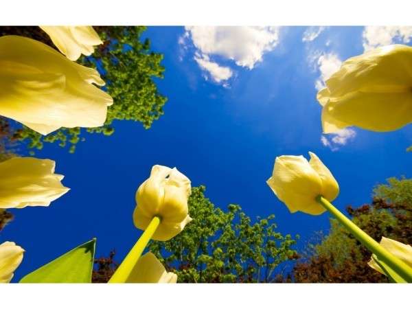 Фотообои с тюльпанами в интерьере с фото