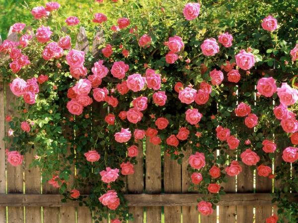 Осенний уход за садовыми розами: особенности подкормки и укутывания кустов  ... - фото